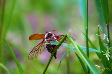 The cockchafer (Melolontha) has spread its wings and is preparing to fly.