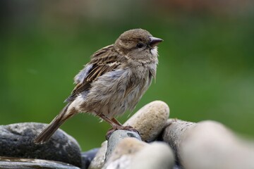 After bathing. Young sparrow stands on a stone at the bird's watering hole. Moravia. Europe.