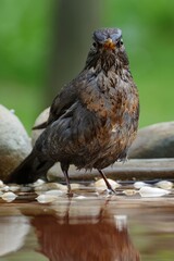 Blackbird, female standing in water of waterhole. Moravia. Europe.