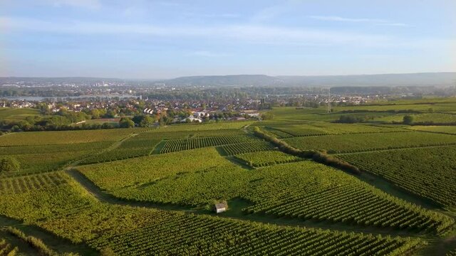 Luftaufnahme mit Drohne im Rheingau bei den Weinbergen zwischen Eltville und Rüdesheim am Rhein bei Östrich-Winkel, Hessen Deutschland	