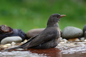 The female blackbird (Turdus merula) in the water of a bird's watering hole. Moravia. Europe.