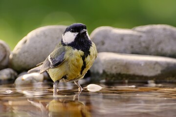 The great tit stands in the water of a bird's watering hole. Moravia. Europe.