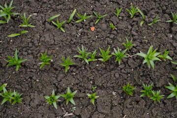 Germinate new vegetable life. Close-up photograph of cracked earth underfoot with young green sprouts. Spring Theme. Natural Wallpaper, Texture, Pattern, Background.