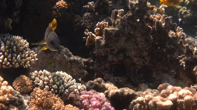 Blackspot snapper fish on a coral reef, slow motion