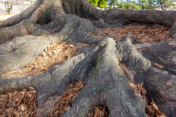 roots in the forest