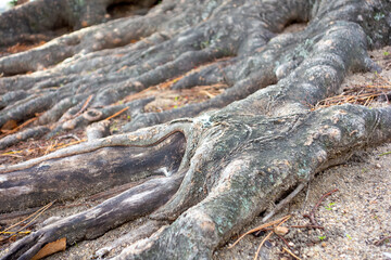 Fototapeta na wymiar tree trunk texture
