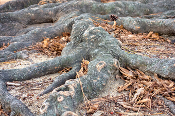 roots of a tree