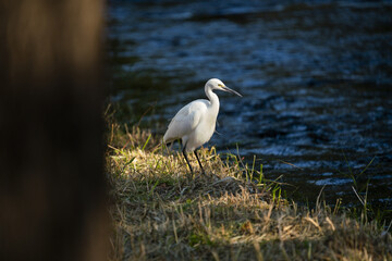 Obraz premium Herons.