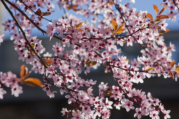 blooming plum tree with pink flowers close up