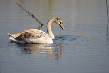 Swan with algae on mouth closeup view with selective focus on foreground
