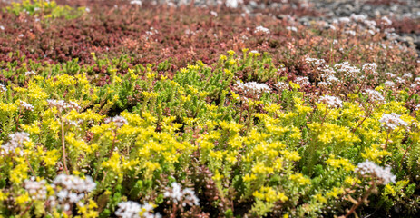 extreme close-up of flowering stonecrops on a roof