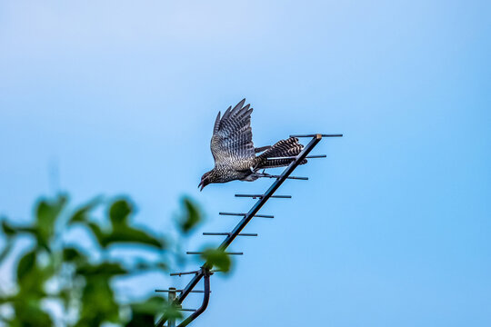 Asian Koel (Eudynamys scolopaceas) bird flying out TV antennablue and blue sky background. Adault female bird.