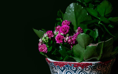 Kwiat w doniczce na czarnym tle