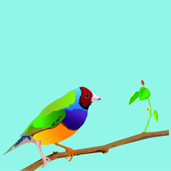colorful bird on a branch
