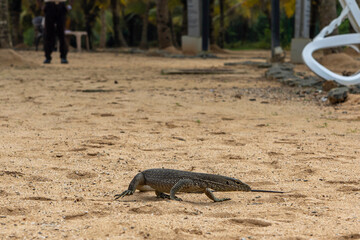 Sri Lanka. Monitor lizard is a large lizard crawling on the sand on the beach with its tongue hanging out.