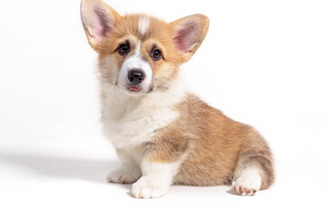 Pembroke Welsh Corgi puppy sitting in front. isolated on white b