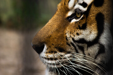 beautiful face of a tiger close-up in profile