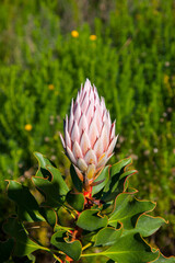 King protea bloom