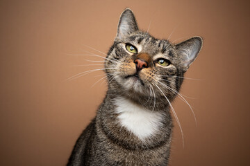 tabby white domestic shorthair cat portrait looking curiously at camera on brown background