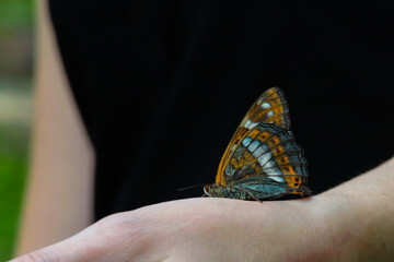 Close up shot of butterfly sitting on the hand