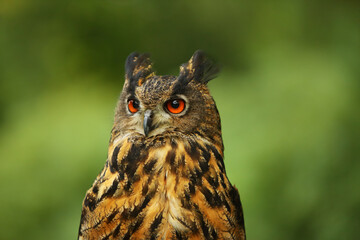 The portrait of a Eurasian eagle-owl (Bubo bubo) with green background.