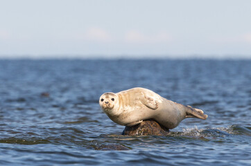 Close up portrait of the Grey Seal (Halichoerus grypus), resting on the erratic boulder in the Baltic sea at Kihnu Strait area, Estonia
