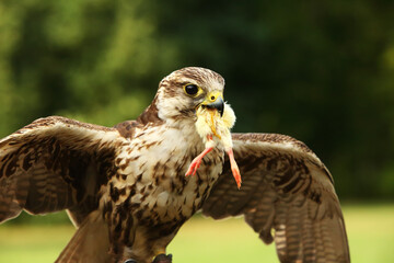 The saker falcon (Falco cherrug) is feeding. The saker falcon with a death chicken in his beak.