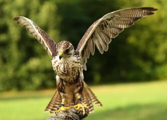 The saker falcon (Falco cherrug) up to close. The saker falcon portrait.
