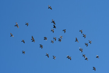 flying swarm of pigeons in front of the blue sky