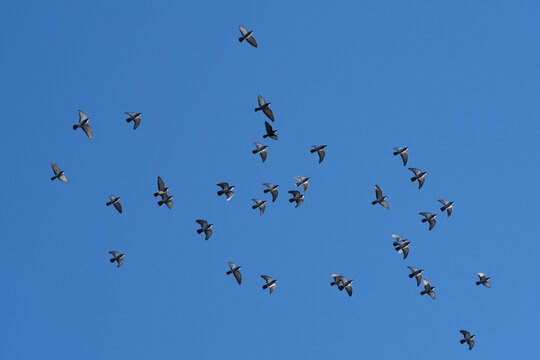 flying swarm of pigeons in front of the blue sky