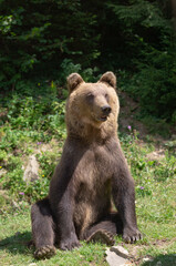 brown bear sits on the background of the forest