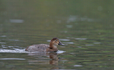 Common Pochard - Aythya ferina, Crete