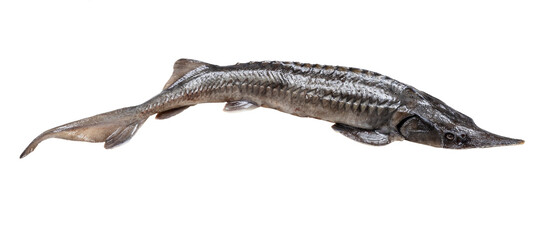 curved fresh sturgeon fish isolated on white