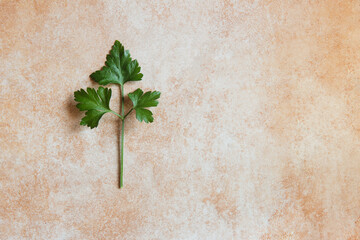 A sprig of parsley on an abstract pastel-colored textured background. Species and health.