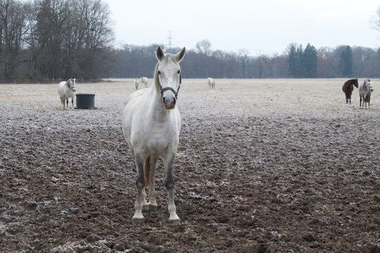 White horses in the national stud farm in Kladruby