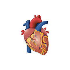 Vector illustration of realistic human heart. Сartoon anatomy organ diagram with system of artery, valve, muscle. Cardiology flat style template, poster, banner for medical, educational purpose.