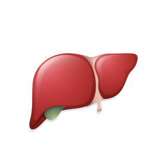 Vector illustration of healthy human liver. Cartoon body organ icon as anatomy system diagram. Medical, educational template for logo, banner poster.