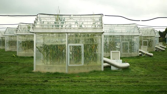 Greenhouse science research open top chambers climate change, corn maize Zea mays ear, scientific on genetics and genes, modern greenhouses observation, scientist harvests, technology technical