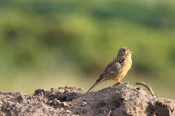 The bird on nature