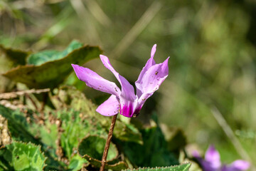 Delicate pink cyclamen flower closeup on a blurred background of green grass.