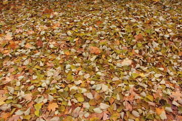Autumn dry fallen yellow leaves on the earth at Russian natural october background texture
