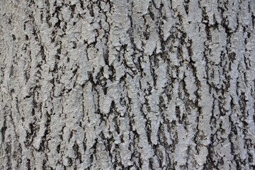 Fototapeta premium Gray painted old vertical cracked weathered wood bark on the tree trunk - natural background texture