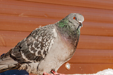 Pigeons in the city park on a frosty December day!