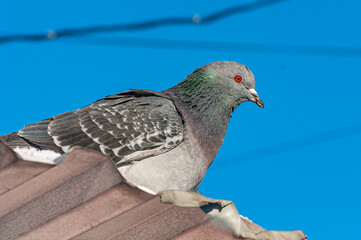 Pigeons in the city park on a frosty December day!