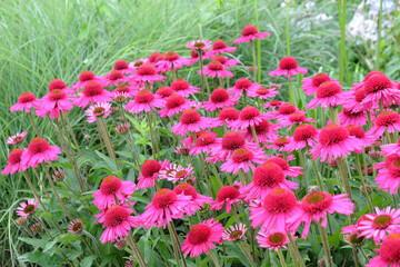Pink Echinacea 'Delicious Candy' coneflower in flower during the summer months