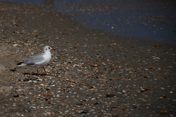 A seagull walks on the sea sand with shells near the water in the setting sun
