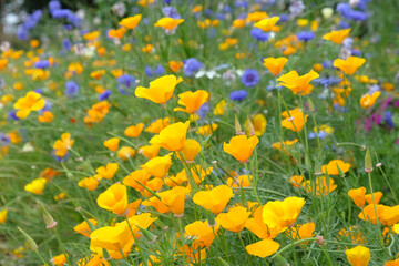 Bright California poppies in flower during the summer months