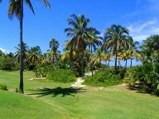 Park with palm trees and nature of the island of Cuba.