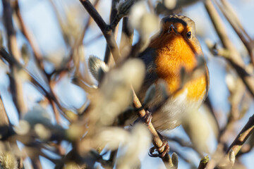 Robin on a branch