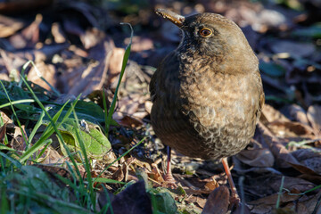 thrush, looking for food in the garden.